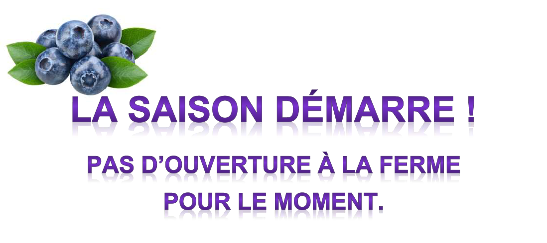 Actu- saison débutée La saison de myrtille démarre